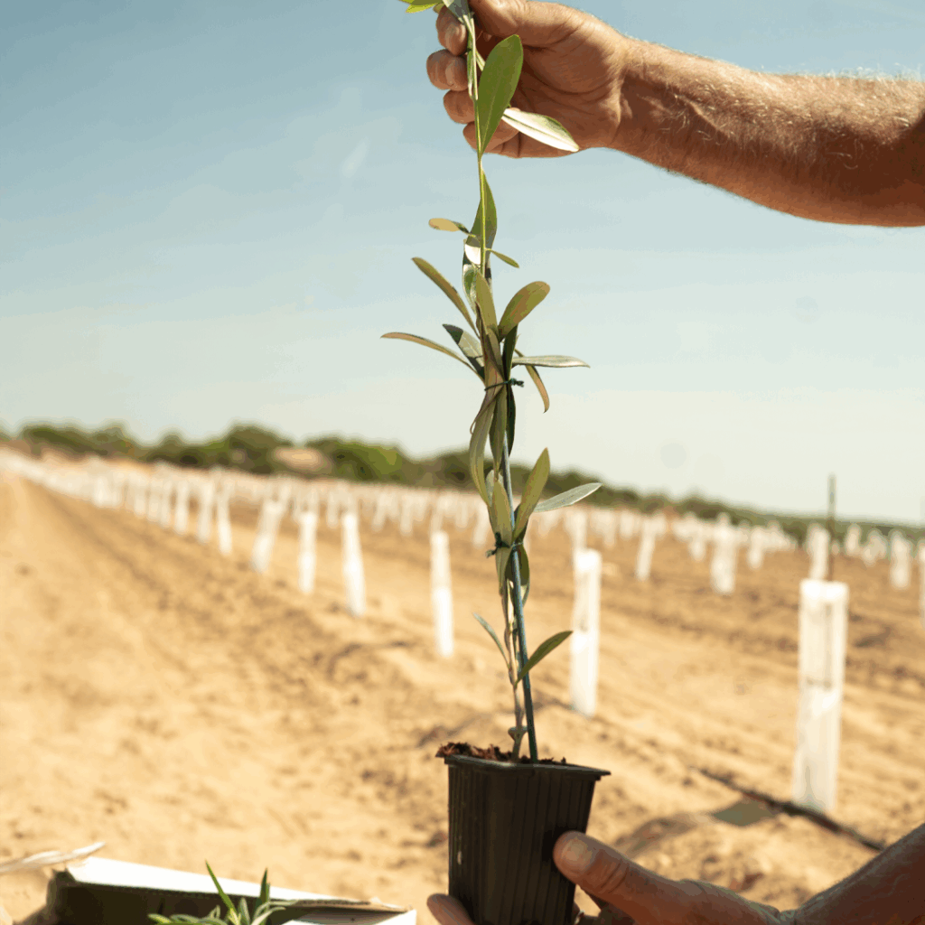 Plantación variedad arbosana