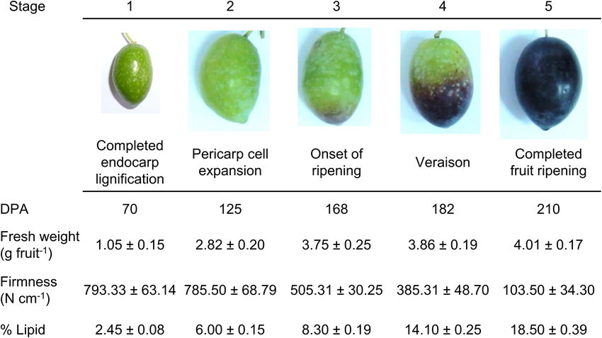 olive growth process olive growth process